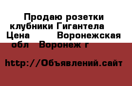Продаю розетки клубники Гигантела.  › Цена ­ 25 - Воронежская обл., Воронеж г.  »    